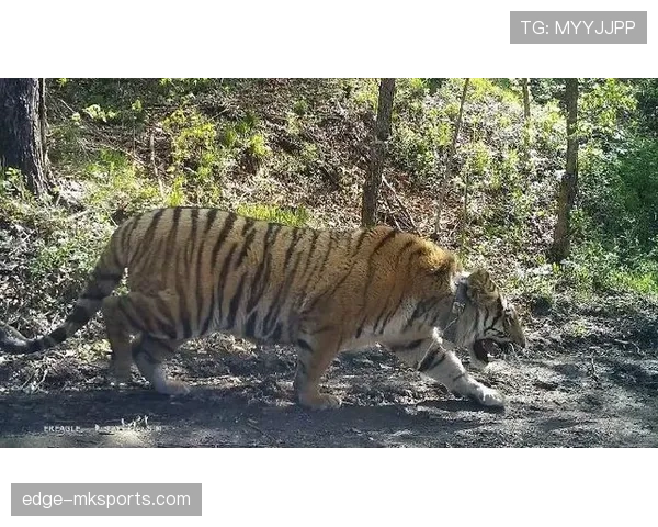 当今足坛巨星闪耀，未来传奇归属引热议